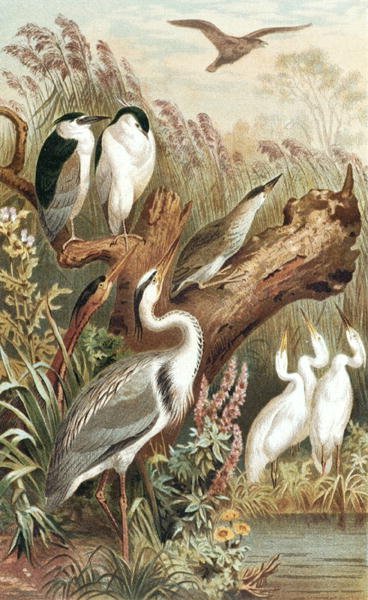 Heron, plate fra "Brehms Tierleben: Allgemeine Kunde des Tierreichs", vol.6, s.483, utgitt av Bibliographisches Institut av German School