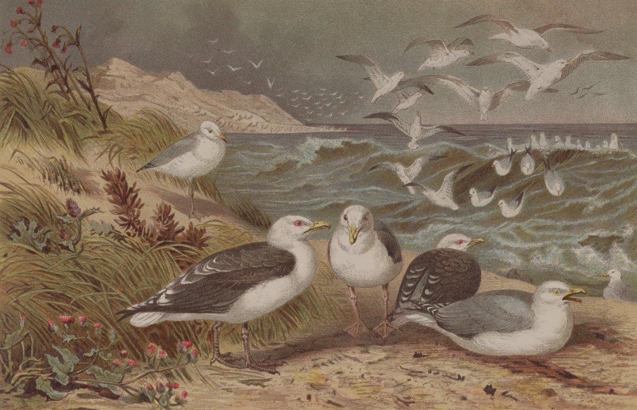 Sildemåke og svartbak, plate fra Brehms Tierleben: Allgemeine Kunde des Tierreichs, vol.6, s.108, utgitt av Bibliografisk Institutt, 1892 av German School