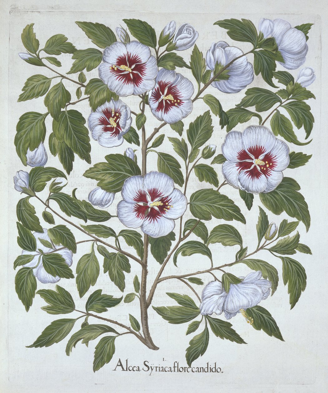 Hibiscus syriacus, fra Hortus Eystettensis, av Basil Besler (1561-1629), pub. 1613 (håndfarget gravering) av German School