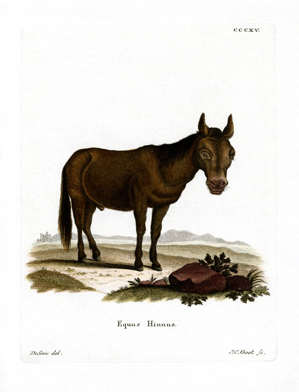 Hinny (farget gravering) av German School