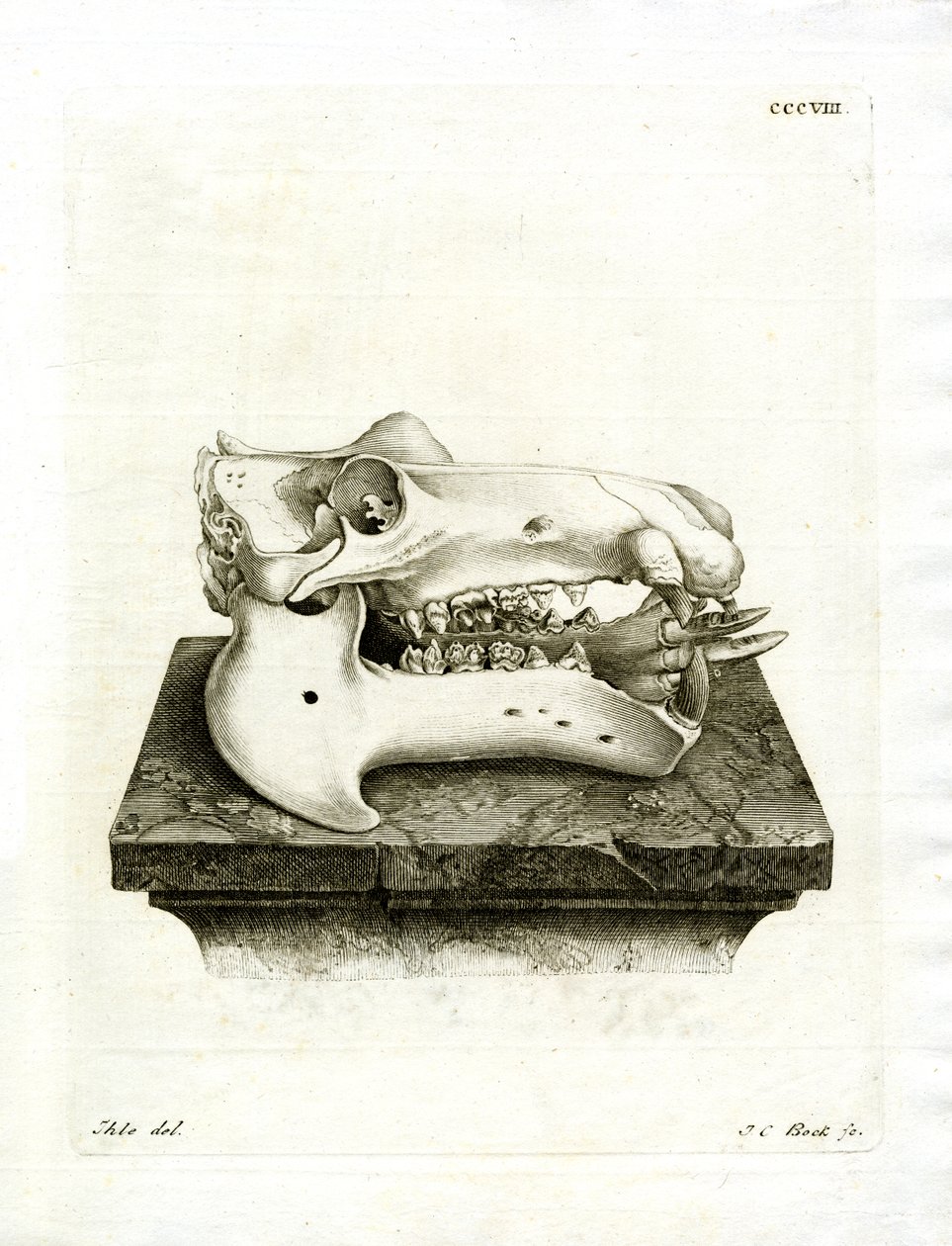 Hippo Skull (farget gravering) av German School