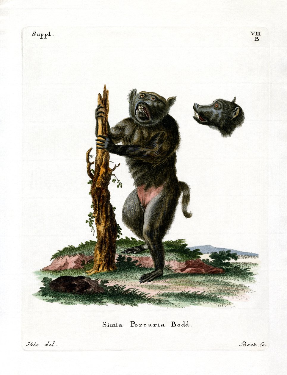 Hog-faced bavian (farget gravering) av German School