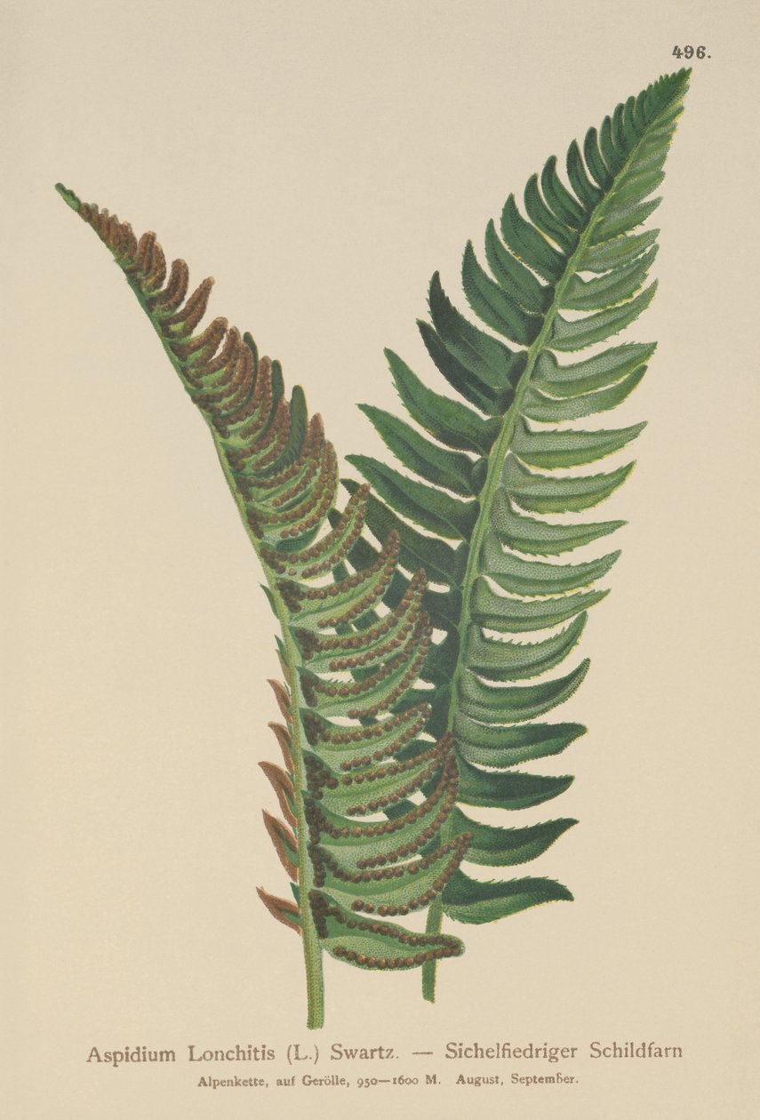 Kristtornbregne (Aspidium Lonchitis, Polystichum lonchitis) av German School
