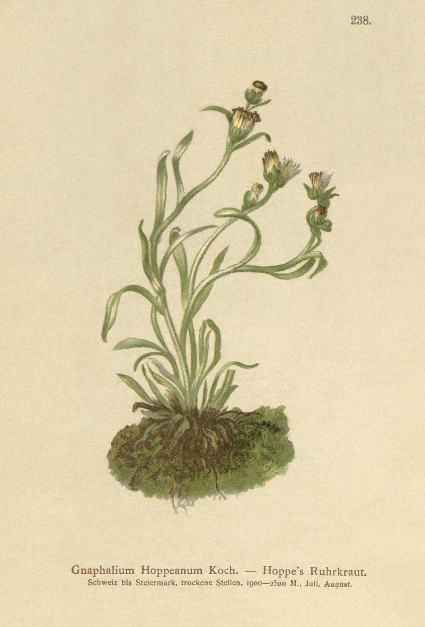 Coppweed Hoppes (Gnaphalium Hoppeanum, Omalotheca hoppeana) av German School