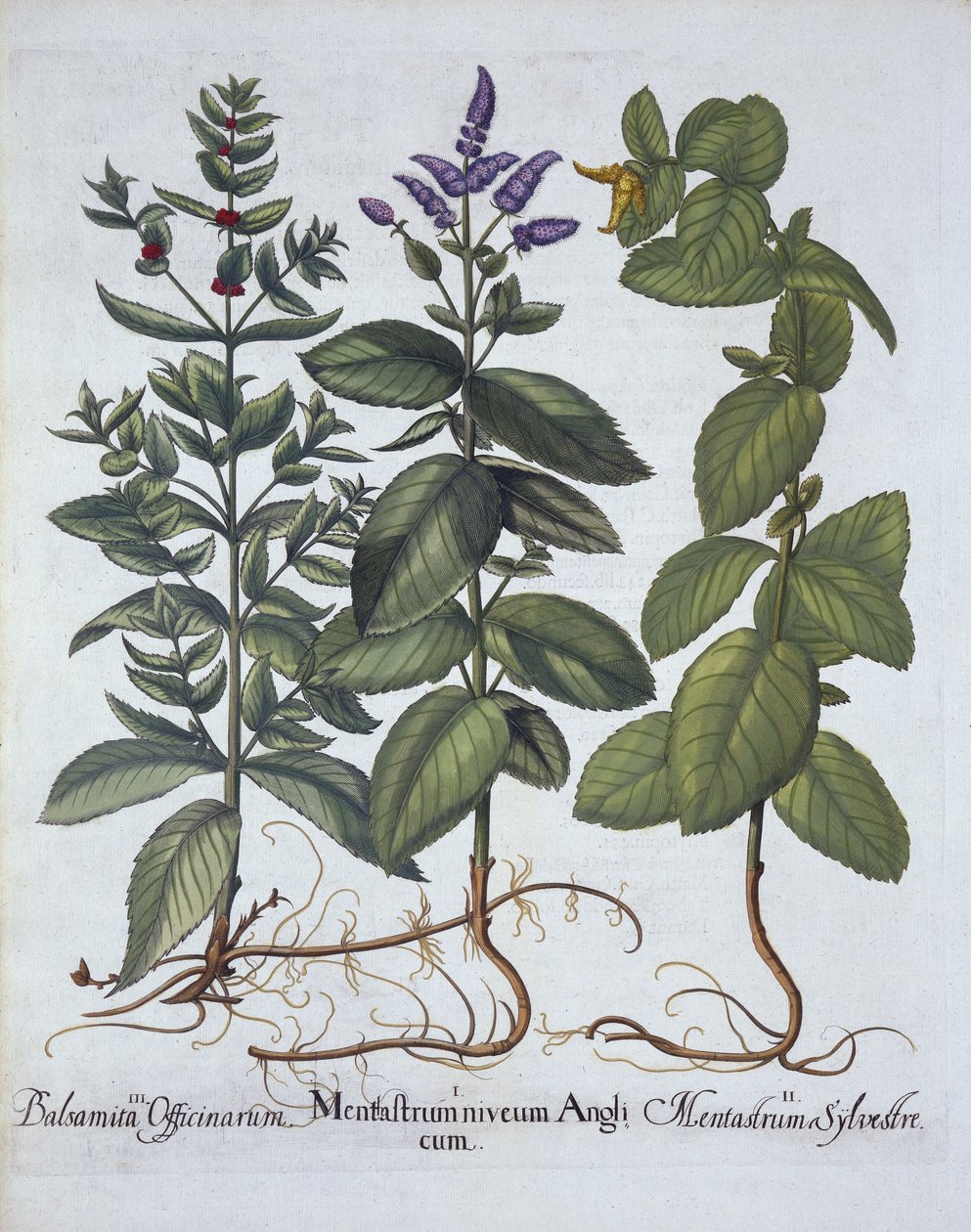 Horsemint and Spearmint, fra Hortus Eystettensis, av Basil Besler (1561-1629), pub. 1613 (håndfarget gravering) av German School