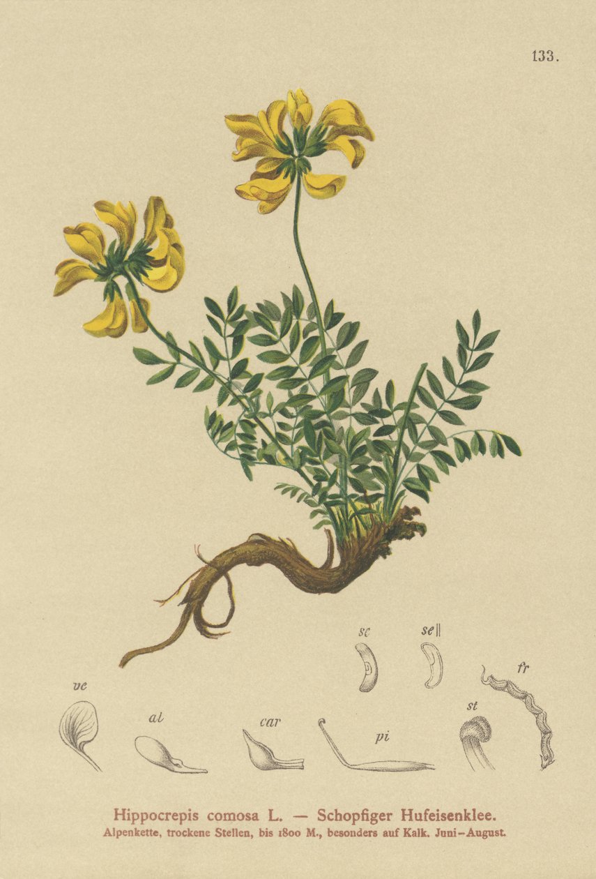 Hesteskovikke (Hippocrepis comosa) av German School