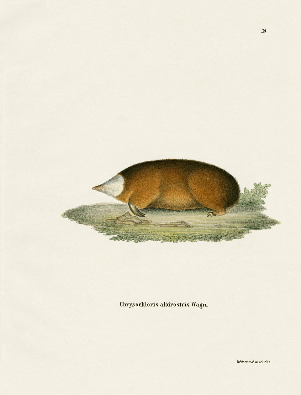 Hottentot Golden Mole (farget gravering) av German School