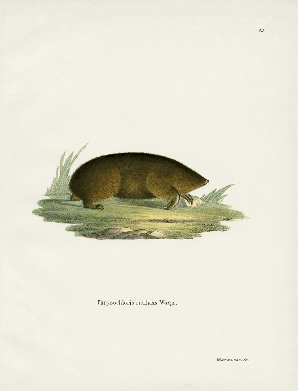 Hottentot Golden Mole (farget gravering) av German School