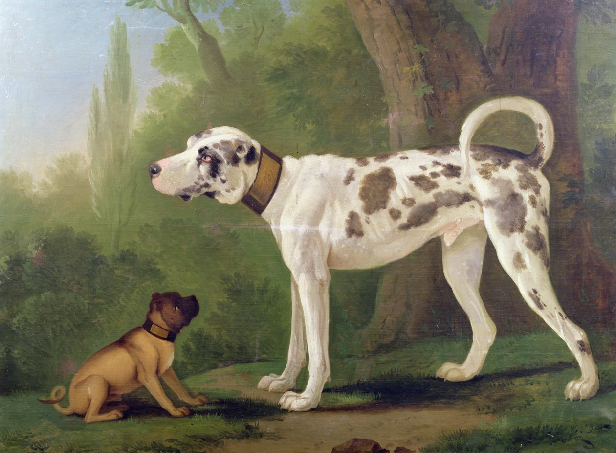 Hund og terrier av German School