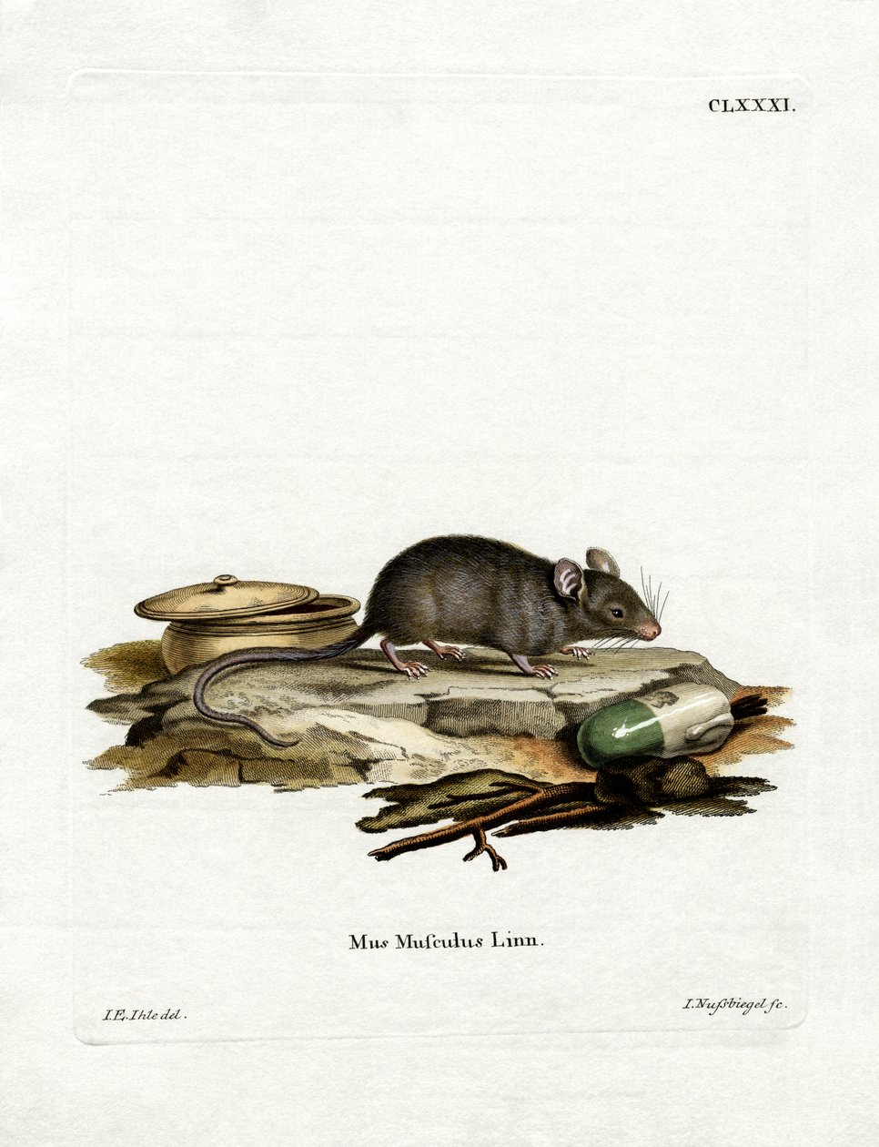 House Mouse (farget gravering) av German School