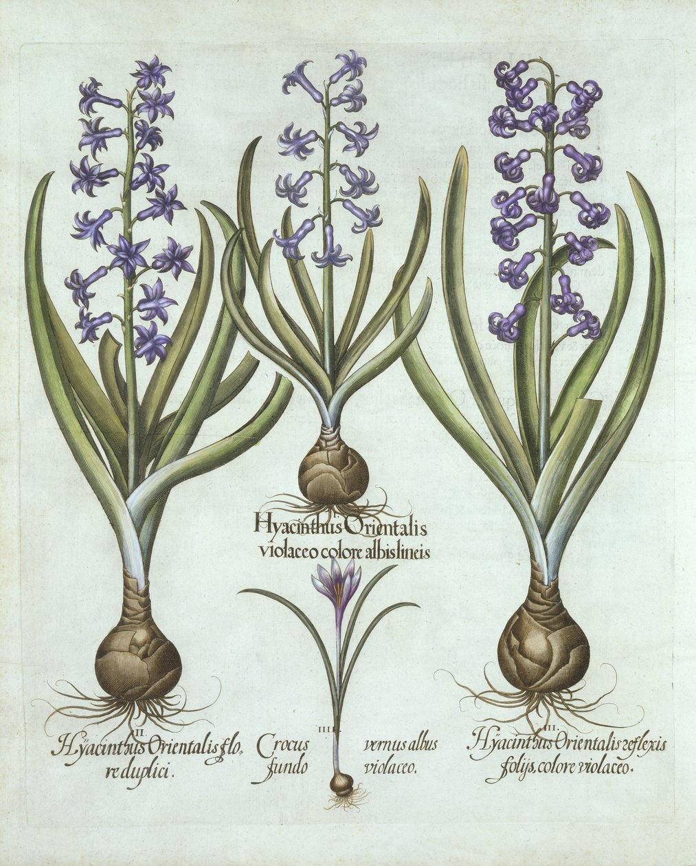Hyacinths and an Autumn Crocus, fra Hortus Eystettensis, av Basil Besler (1561-1629), pub. 1613 (håndfarget gravering) av German School