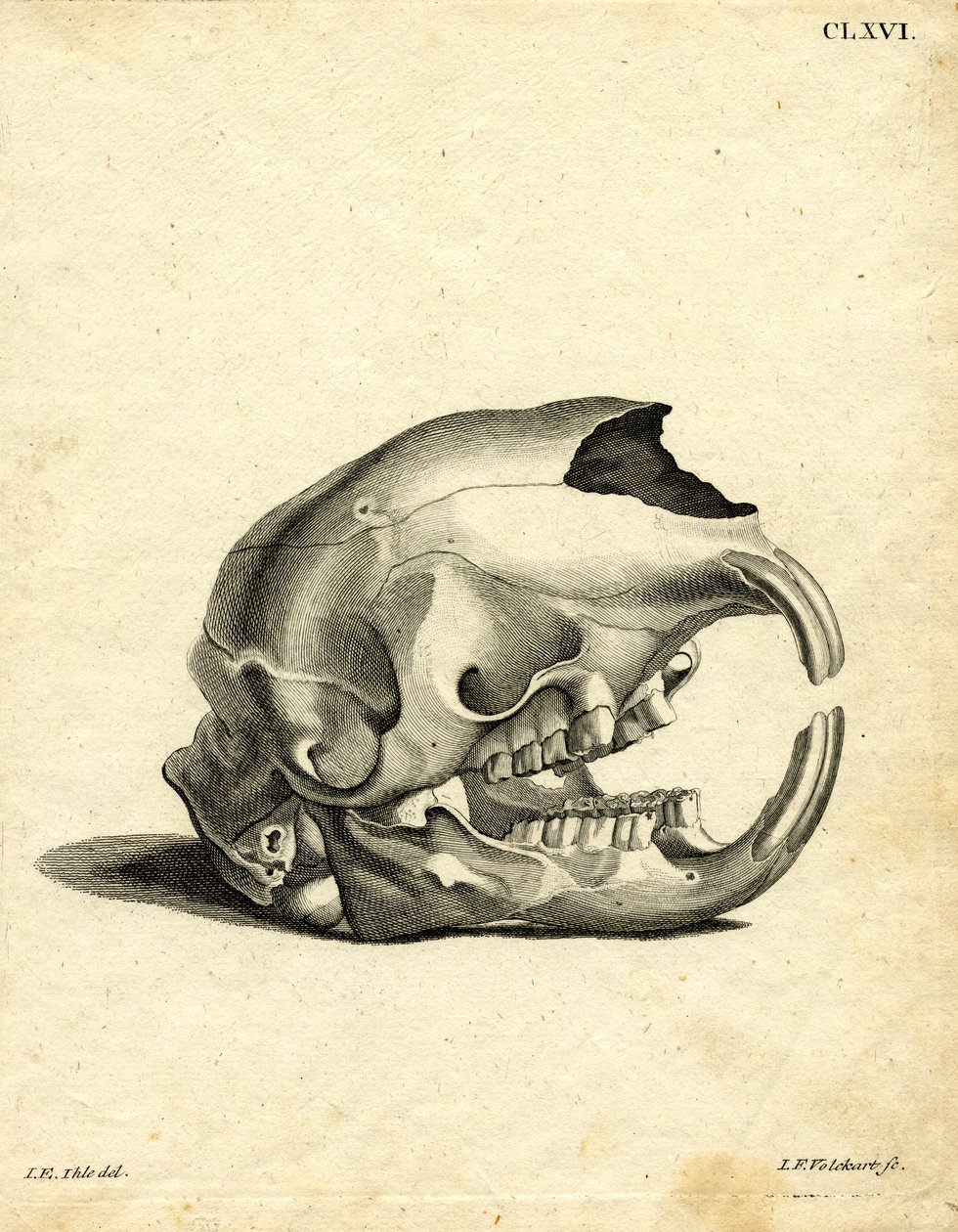 Hyrax Skull (farget gravering) av German School