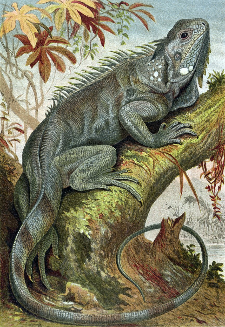 Iguana, tallerken fra Brehms Tierleben> General Knowledge of the Animal Kingdom, vol.7, s.88, utgitt av Bibliographic Institute, 1892 av German School