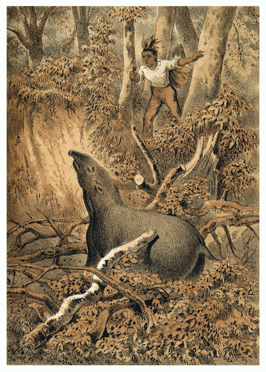 Illustrasjon, indisk jakttapir i Amazonas-skogen. I “” De Bootslieden der Amazon-River””, Karl Muller, Nederland av German School