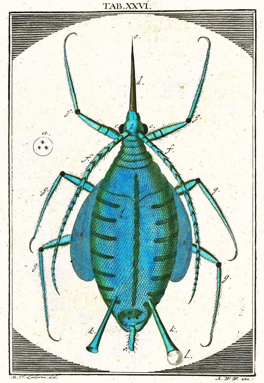 Illustrasjon av en bladlus, Musement Microscopique, 1764 (fargegravering) av German School