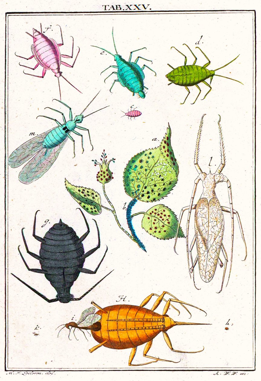 Illustrasjon som viser ulike hageskadedyr, Musement Microscopique, 1764 (fargegravering) av German School