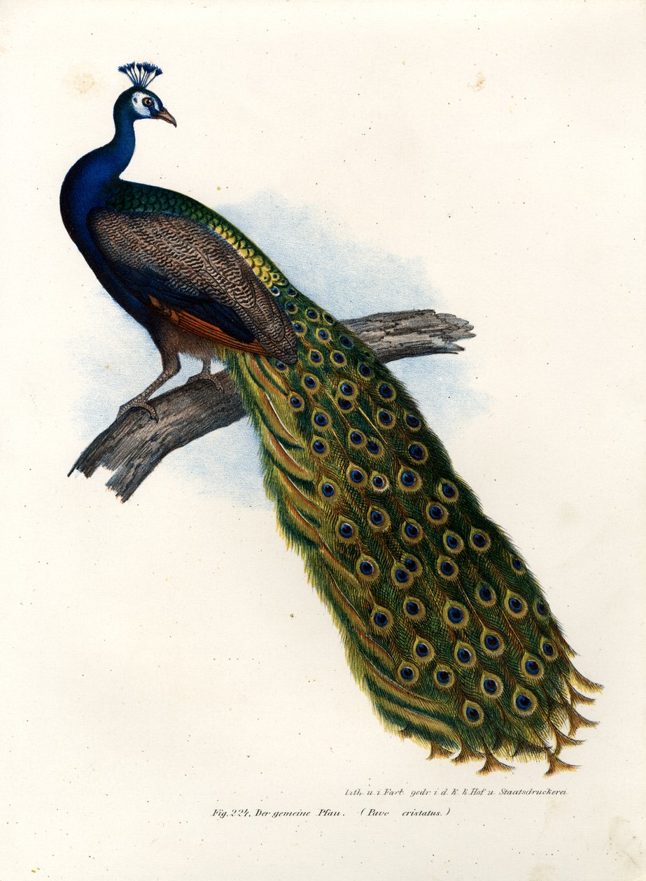 Indisk blå påfugl, 1864 av German School