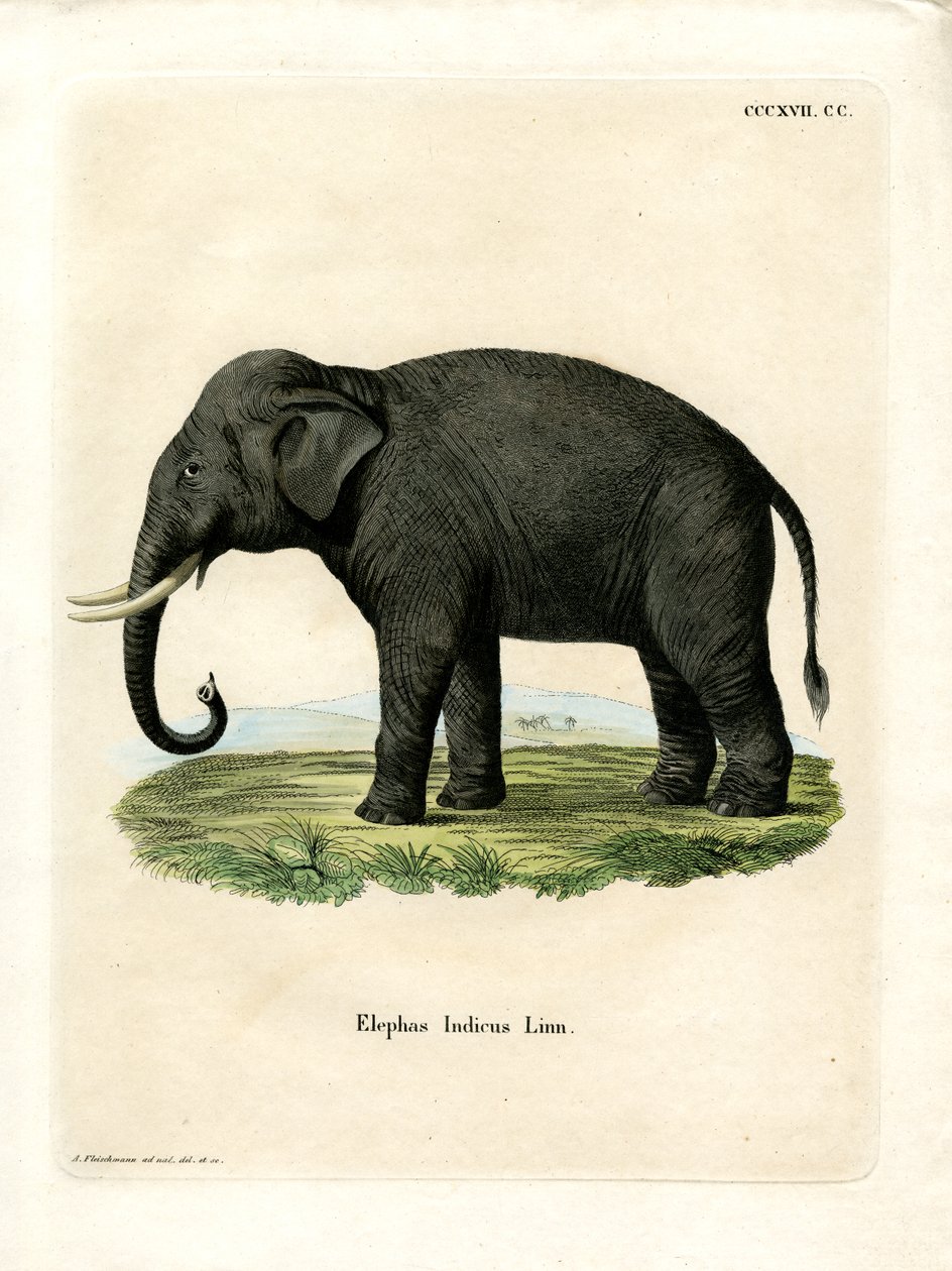 Indisk elefant (farget gravering) av German School