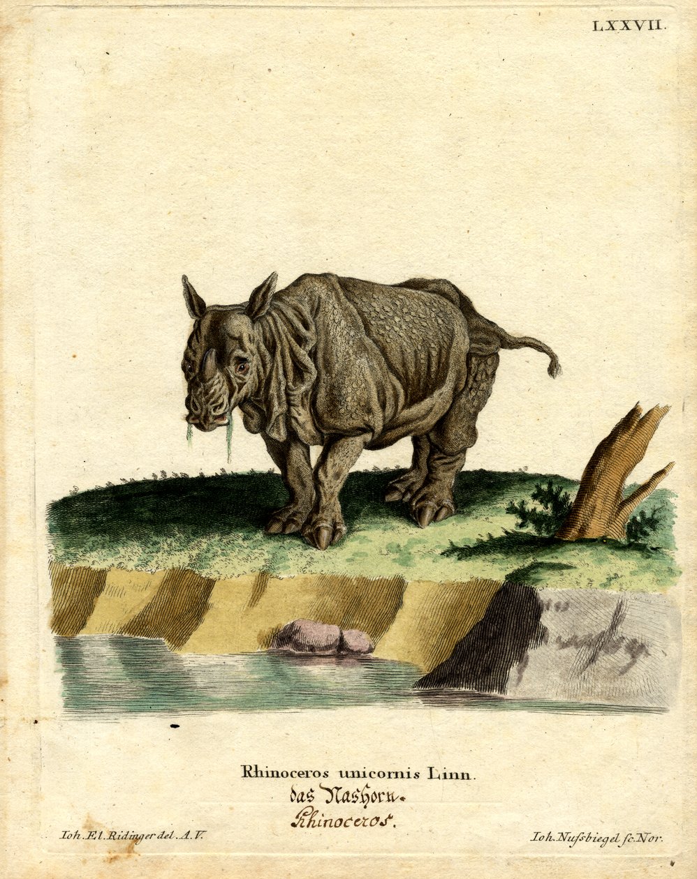 Indisk neshorn (farget gravering) av German School