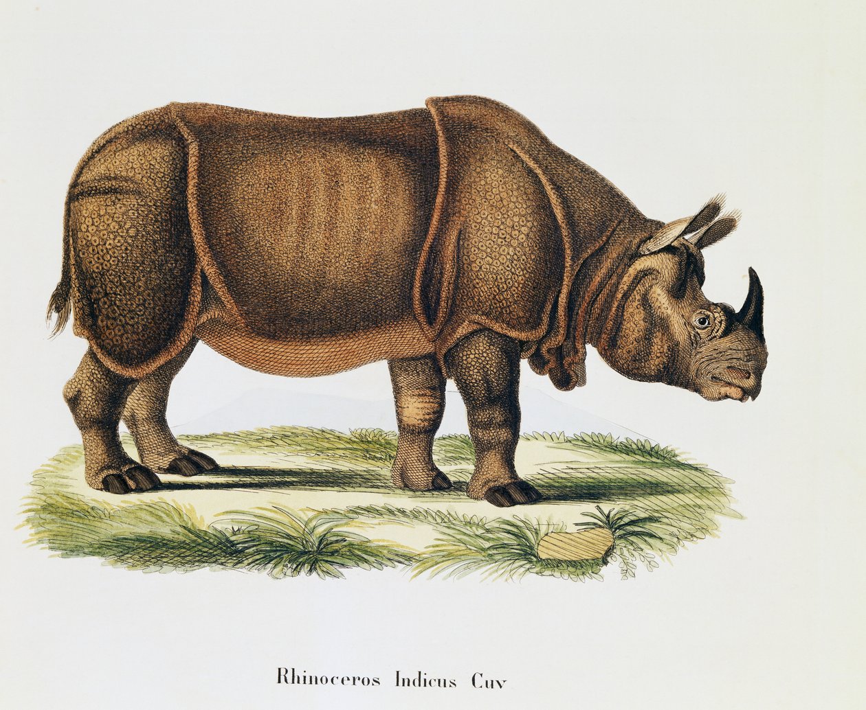 Indiske neshorn (Rhinoceros indicus), fra Pattedyr illustrert fra Nature med beskrivelser, av Johann Christian Daniel von Schreber (1739-1810), gravering og tegning av A Fleischmann, bind 6-7, tabell 317-DD, Tyskland av German School