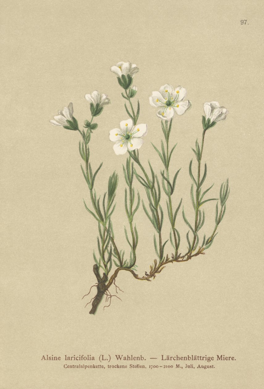 Indre alpin sandurt (Alsine laricifolia, Minuartia laricifolia, Arenaria laricifolia) av German School