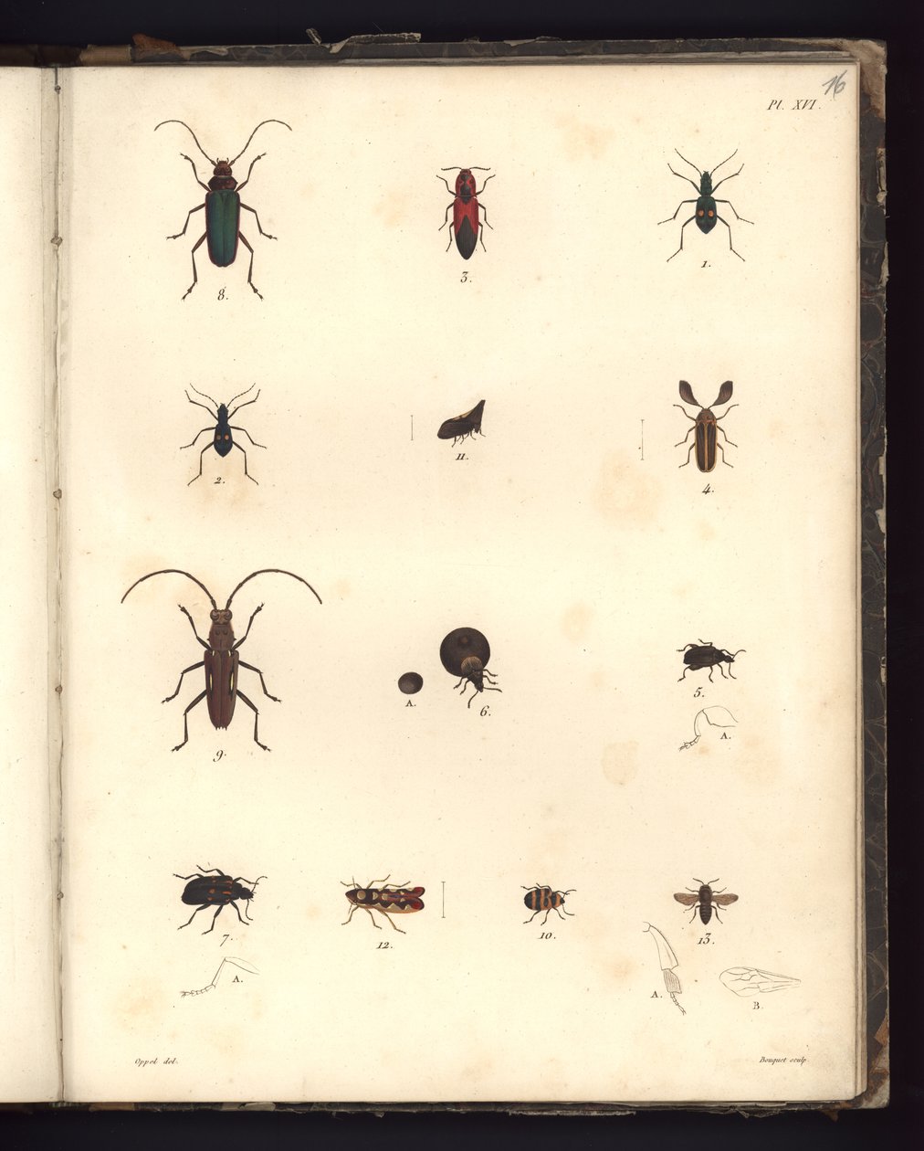 Insecta, Pl. XVI, illustrasjon fra kompendium over observasjon av zoologi og komparativ anatomi, laget i Atlanterhavet, i det indre av det nye kontinentet og i Sørishavet i løpet av 179-årene av German School
