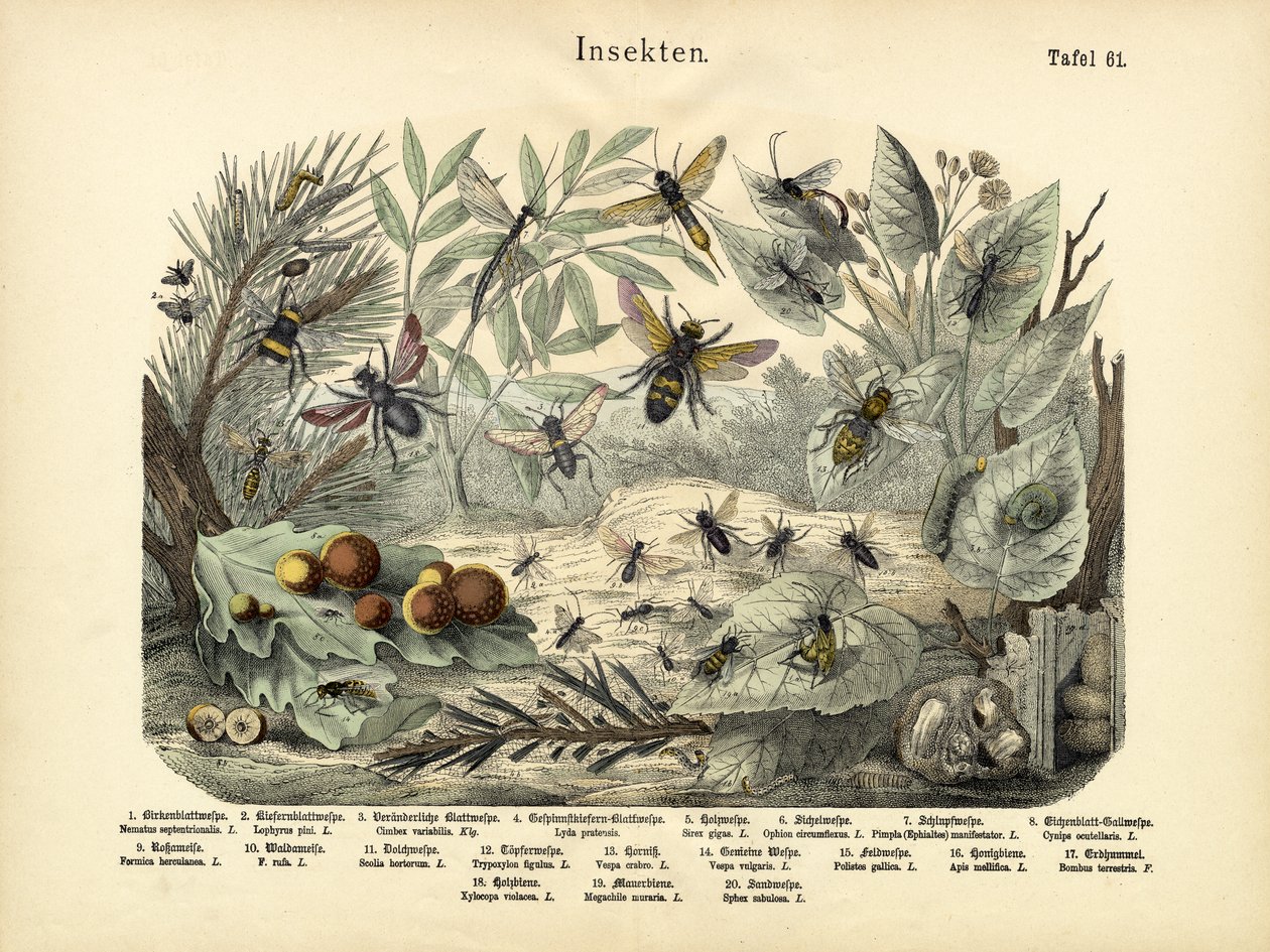 Insekter, ca. 1860 av German School