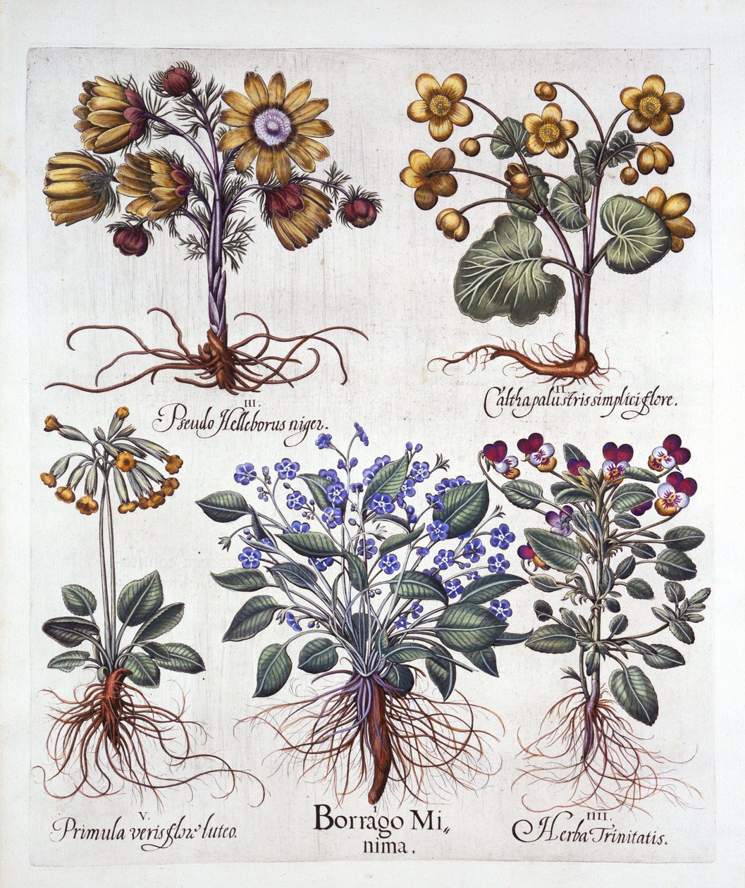 Ipheion Rolf Fiedler Spring Starflower, Marsh Marigold, Pseudo Helleborus, Viola Tricolor og Cowslip, fra Hortus Eystettensis, av Basil Besler (1561-1629), pub. 1613 (håndfarget gravering) av German School