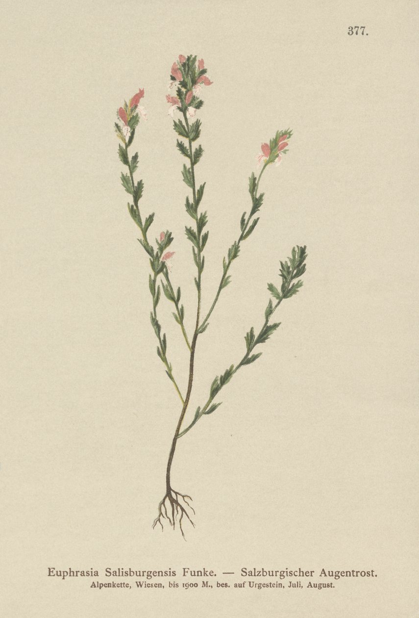 Irsk øyetrøst (Euphrasia Salisburgensis) av German School