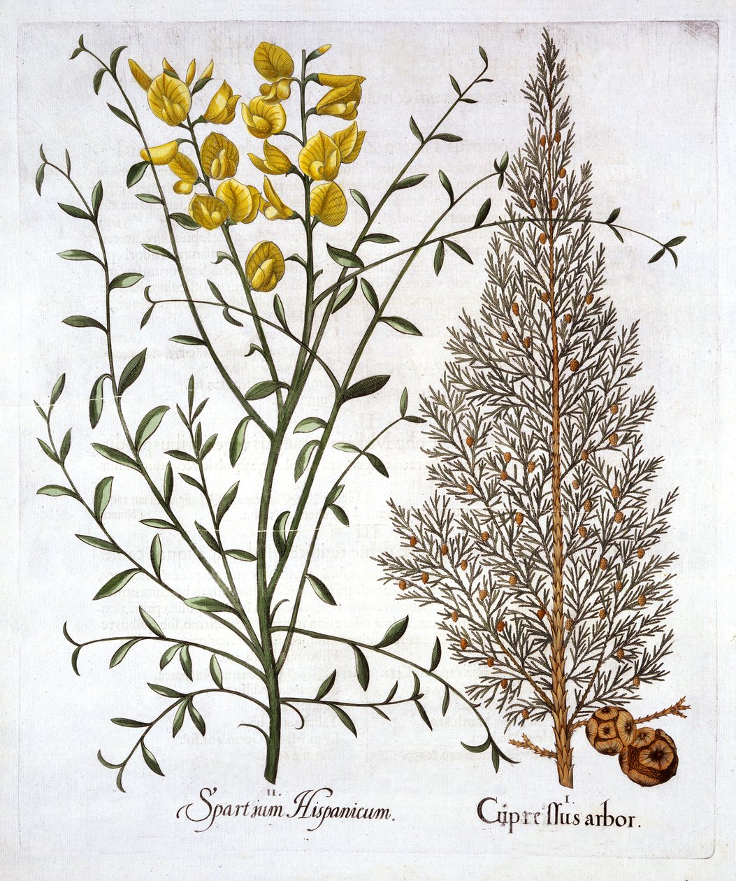 Italiensk sypress og spansk kost, fra Hortus Eystettensis, av Basil Besler (1561-1629), pub. 1613 (håndfarget gravering) av German School