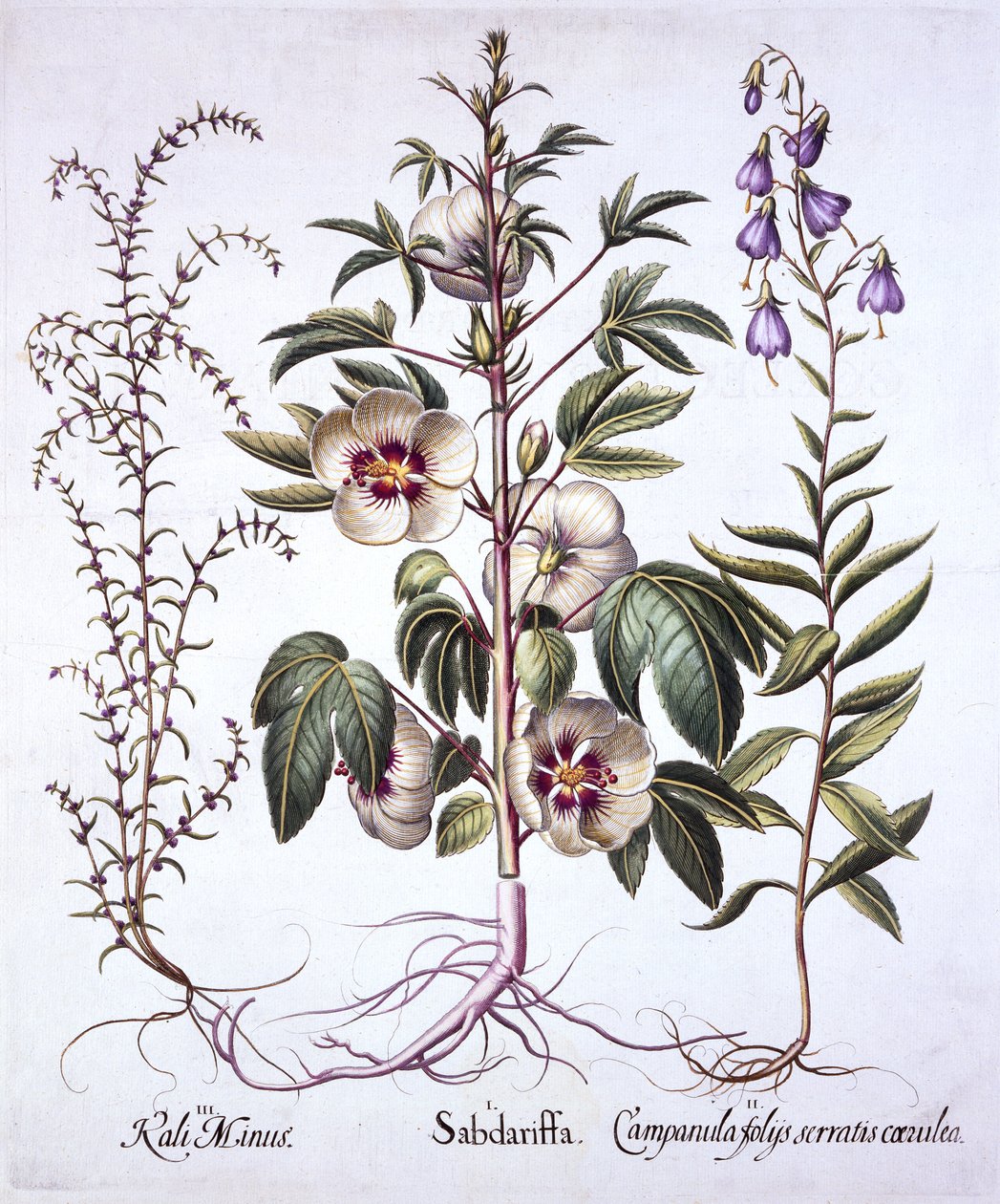 Jamaica Sorrel, Bellflower and Prickly Saltwort, fra Hortus Eystettensis, av Basil Besler (1561-1629), pub. 1613 (håndfarget gravering) av German School