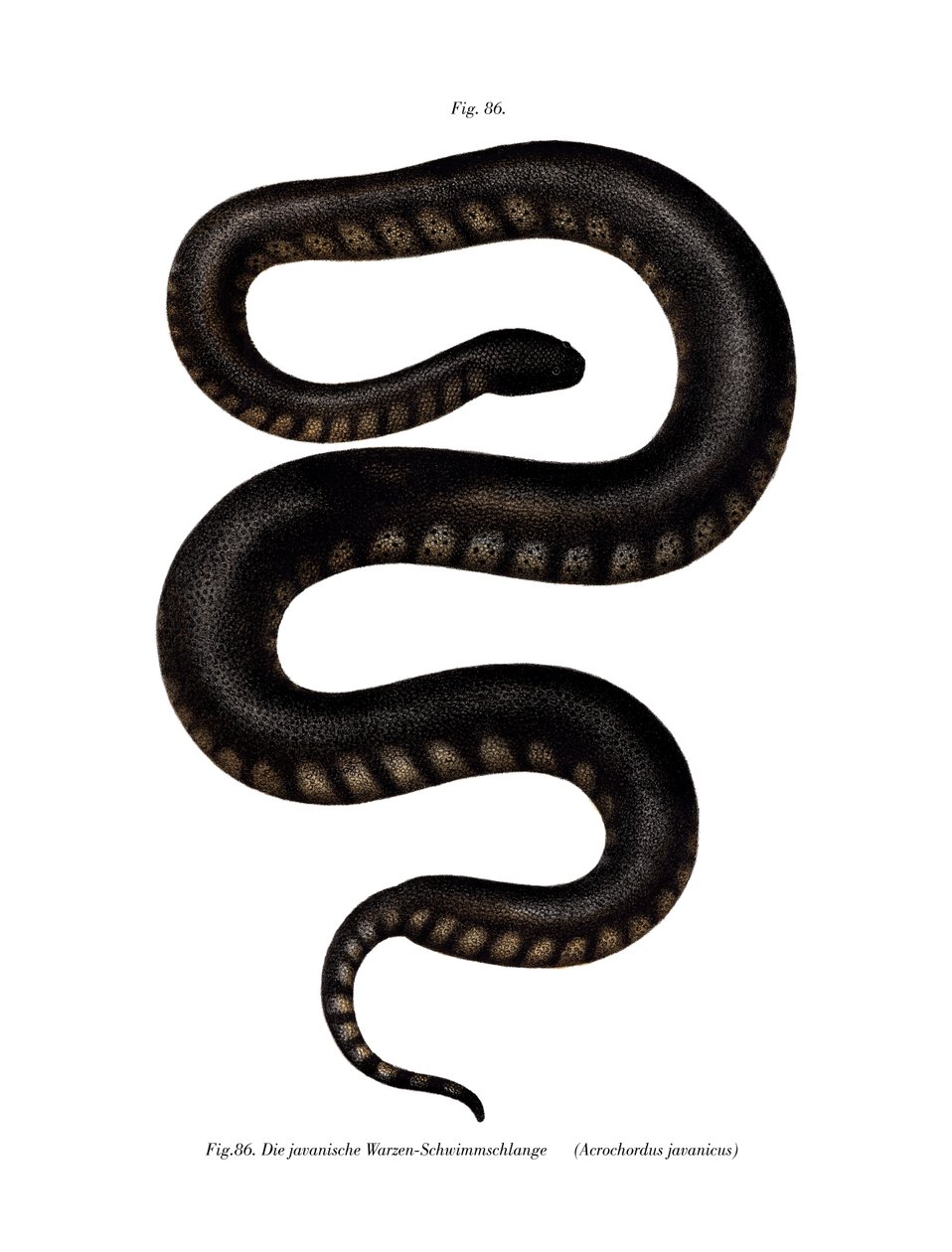 Javan File Snake (farge litho) av German School