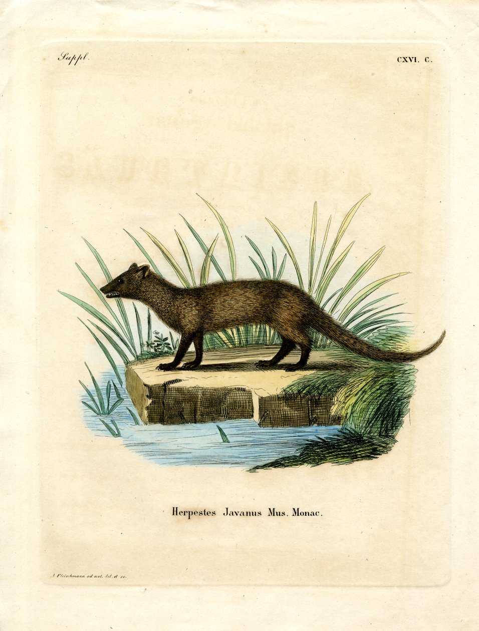 Javan Mongoose (farget gravering) av German School