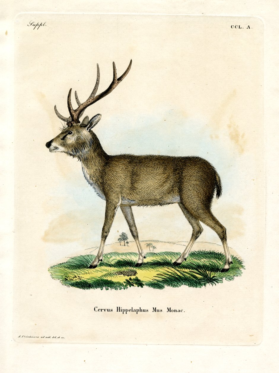 Javan Rusa (farget gravering) av German School