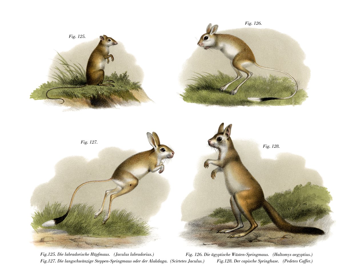 Jerboa, 1860 av German School