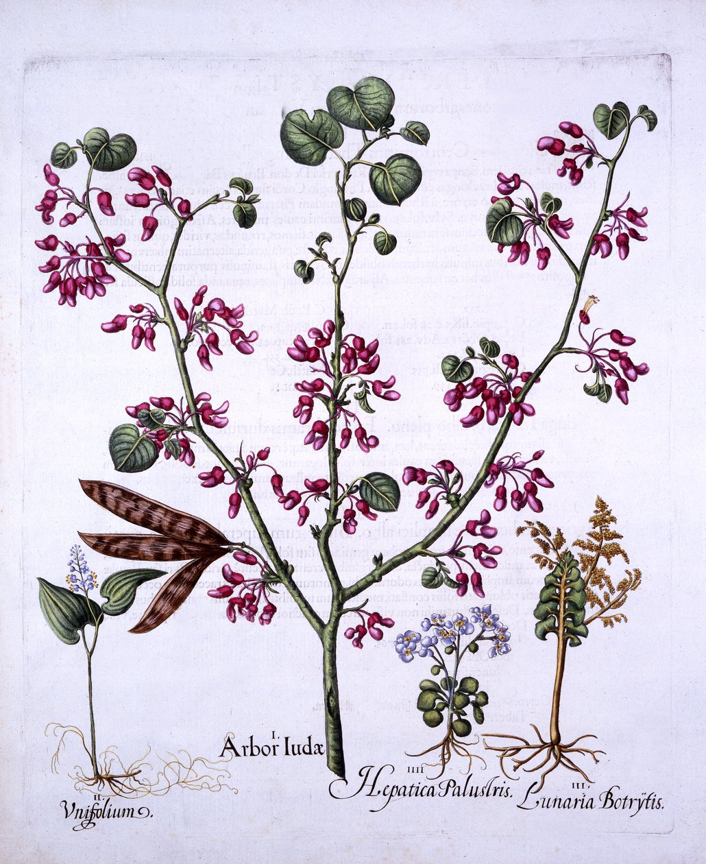 Judas Tree, May Lily, Moonwort, Liverwort, fra Hortus Eystettensis, av Basil Besler (1561-1629), pub. 1613 (håndfarget gravering) av German School