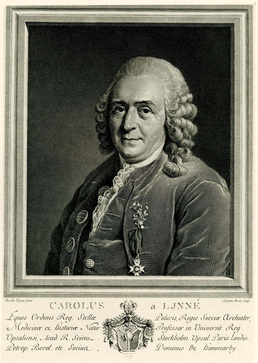 Karl von Linné av German School