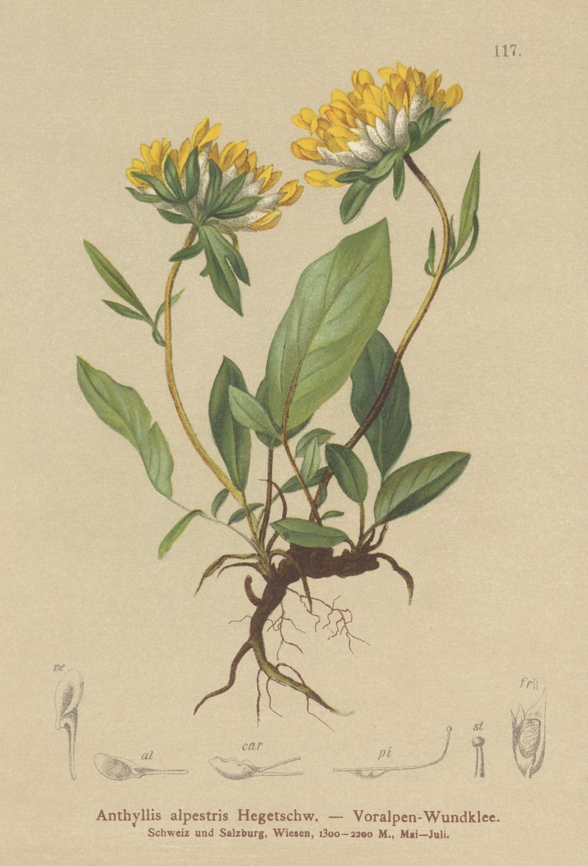Nyrevikke (Anthyllis alpestris, Anthyllis vulneraria var. alpestris) av German School