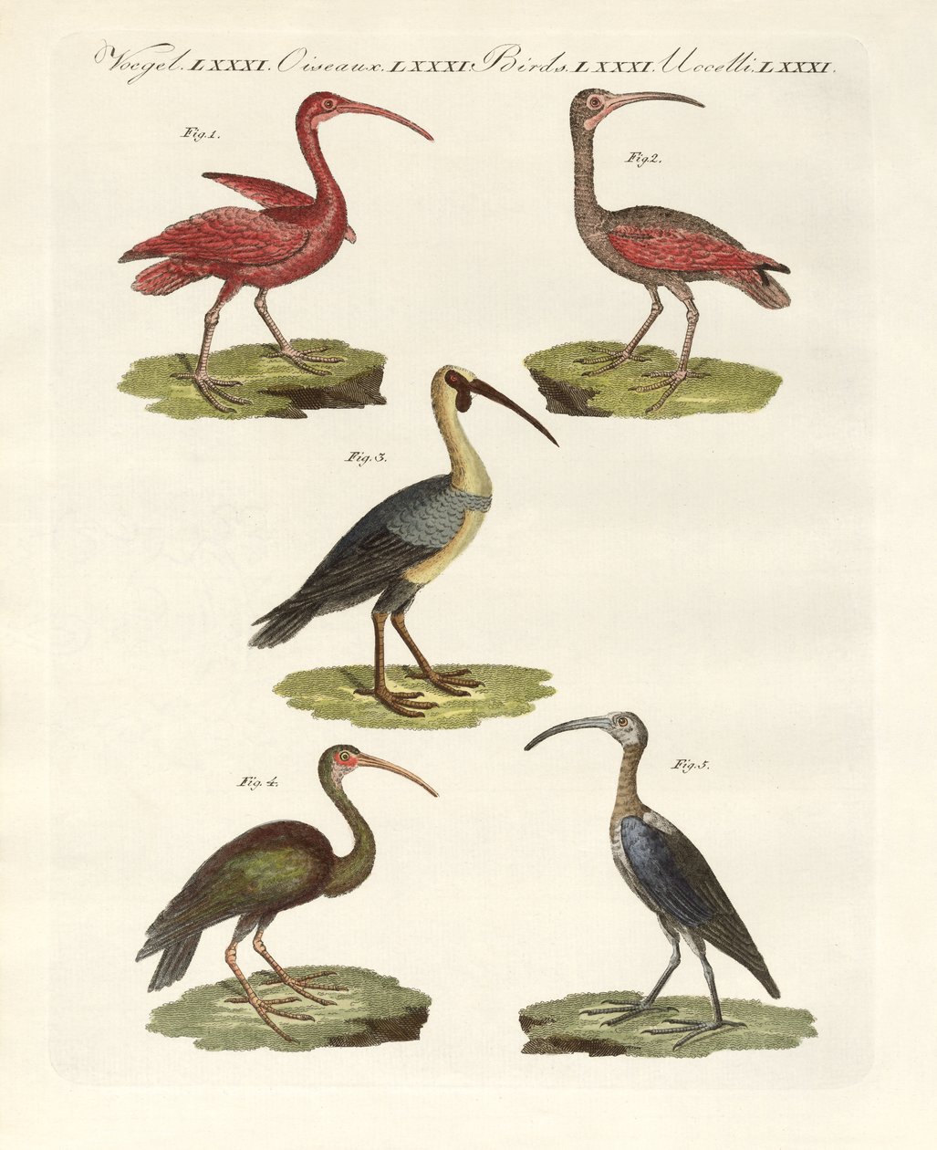 Typer ibis (farget gravering) av German School