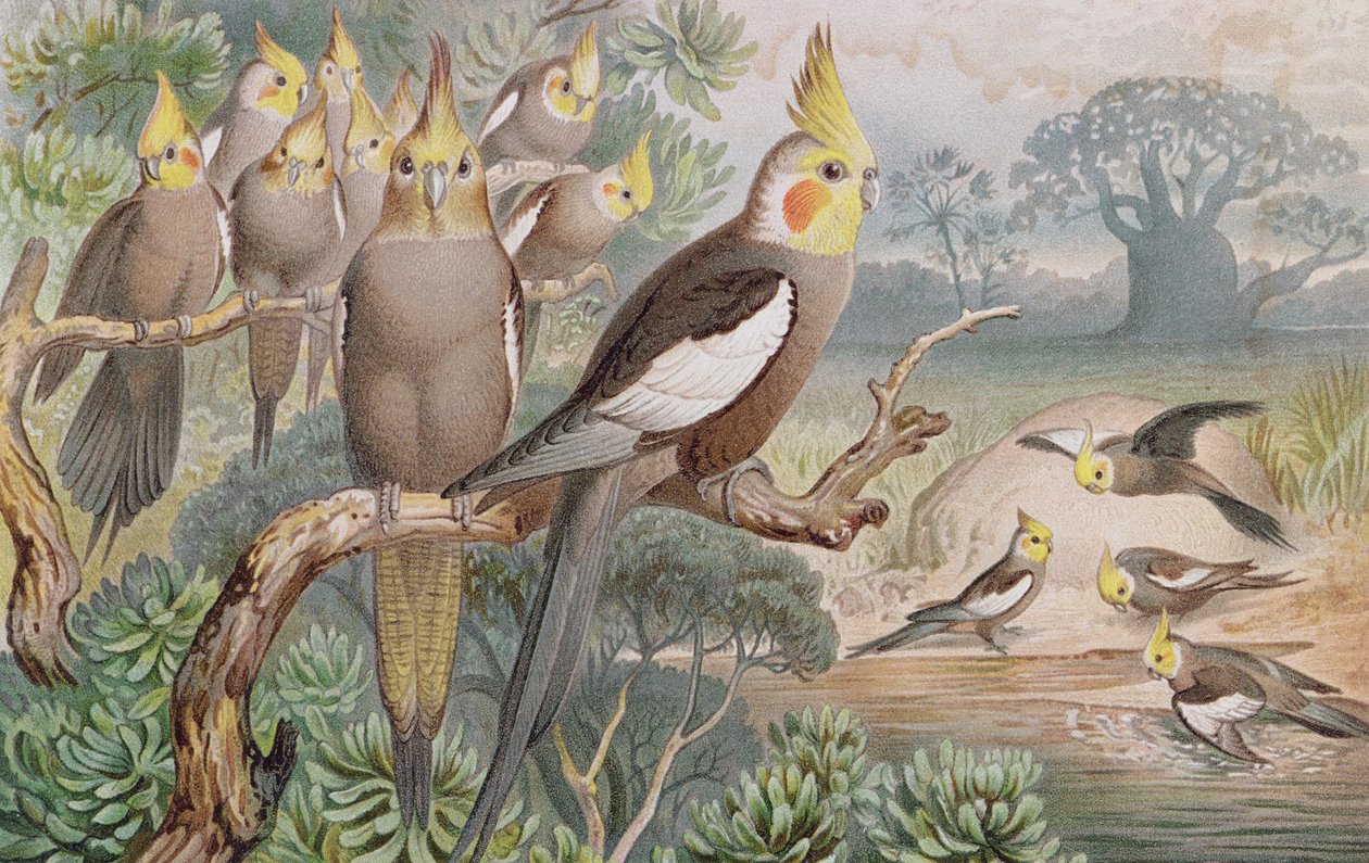Kockatiel, plate fra Brehms Tierleben: Allgemeine Kunde des Tierreichs, vol. 5, s.60, utgitt av Bibliographisches Institut, 1892 av German School