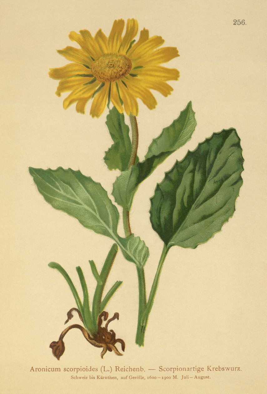 Storblomstret leopardbane (Aronicum scorpioides, Doronicum grandiflorum) av German School