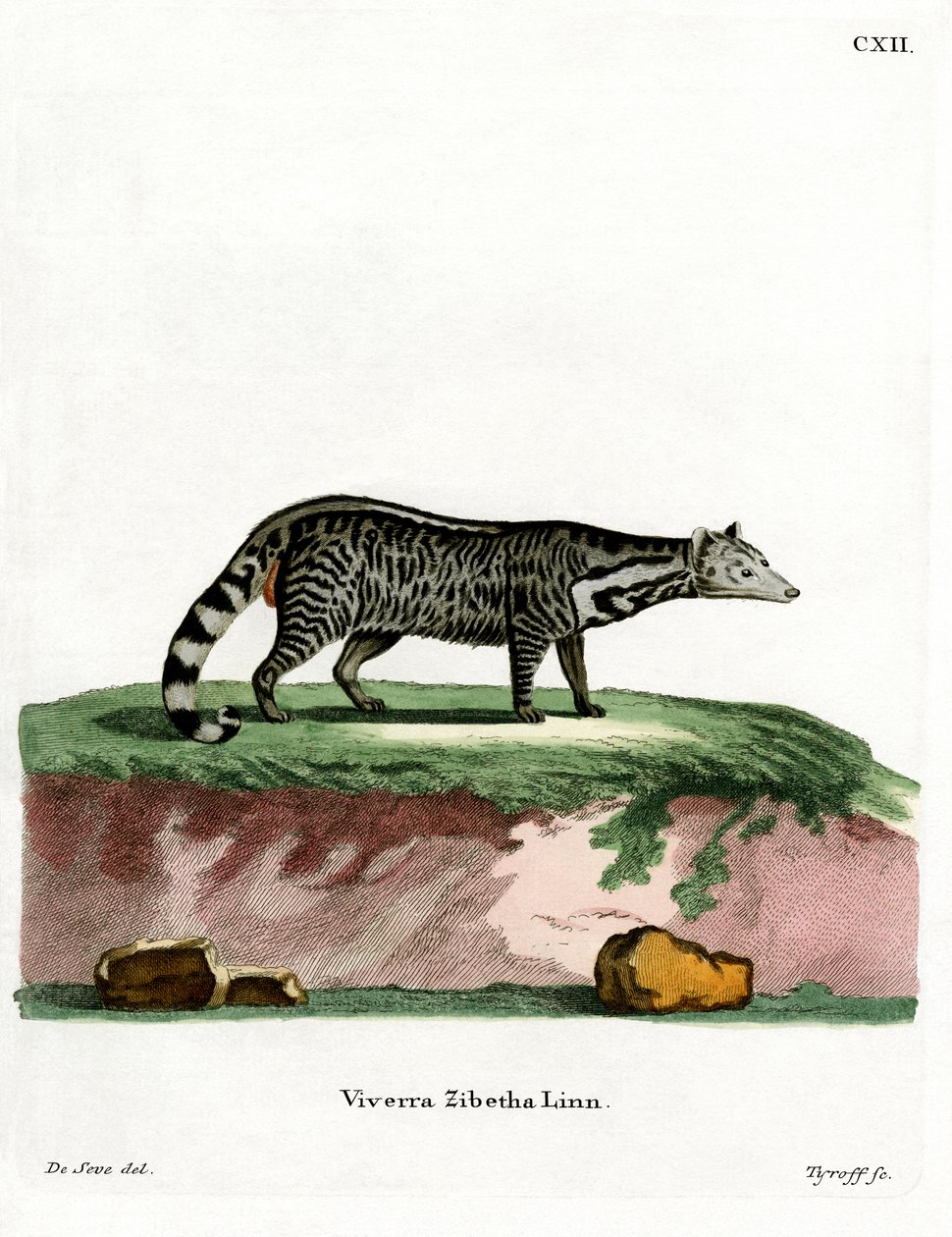 Stor indisk civet (farget gravering) av German School