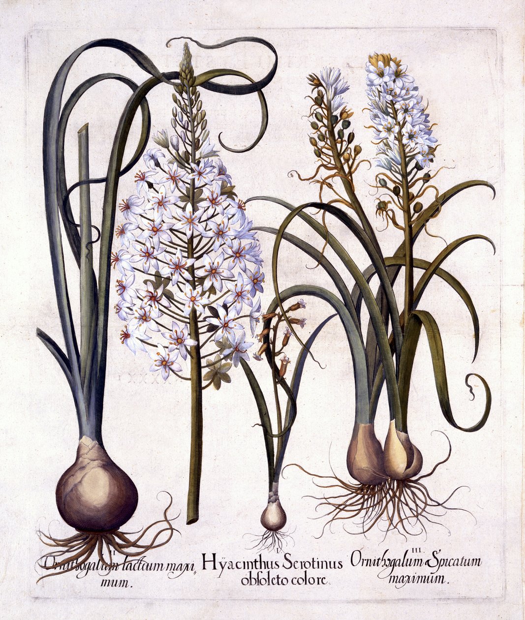 Late Hyacinth and Star-Of-Bethlehem, fra Hortus Eystettensis, av Basil Besler (1561-1629), pub. 1613 (håndfarget gravering) av German School