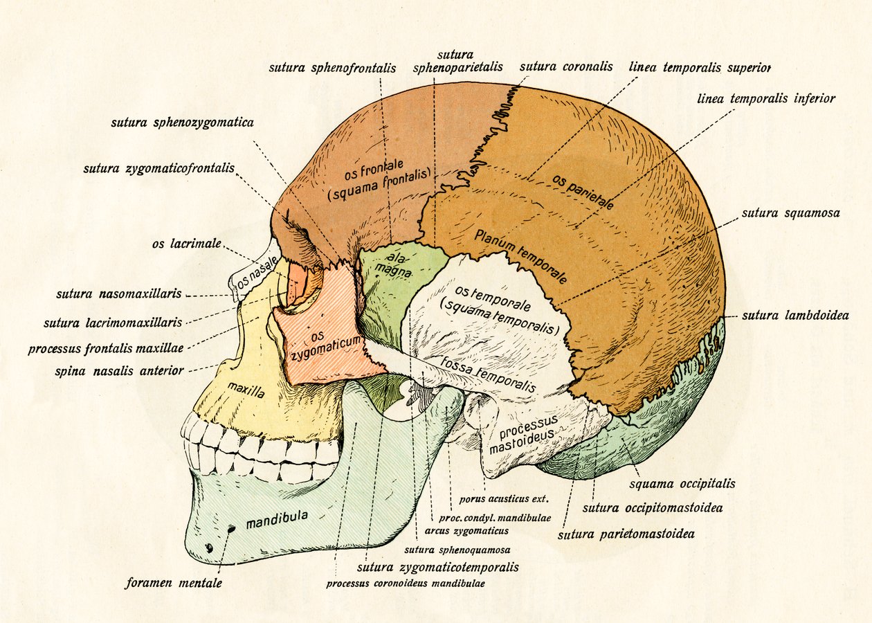 Lateral diagram av beinene til den menneskelige skallen av German School