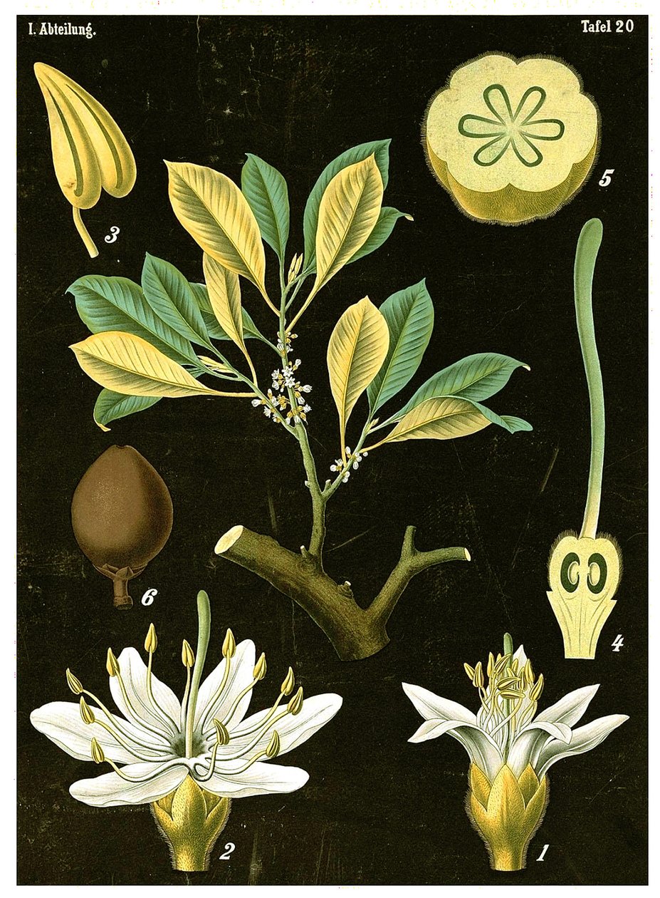 Lateks (Palaquium gutta) ca. 1890 (kromolitografi) av German School