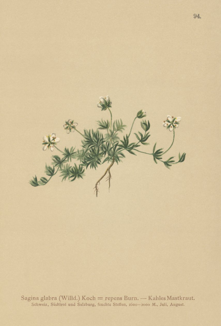 Plenperleurt (Sagina glabra, Sagina repens) av German School
