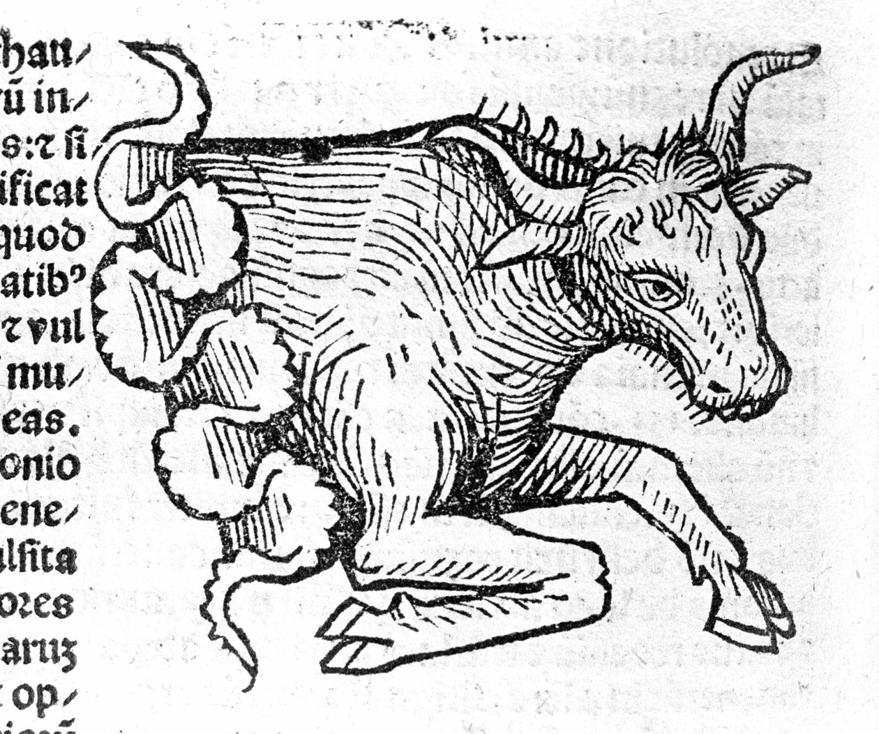 Le Taurus - i avhandlingen av John Angelo om årenes store forbindelser og deres revolusjoner. Augsburg, Erhard Ratdolt av German School