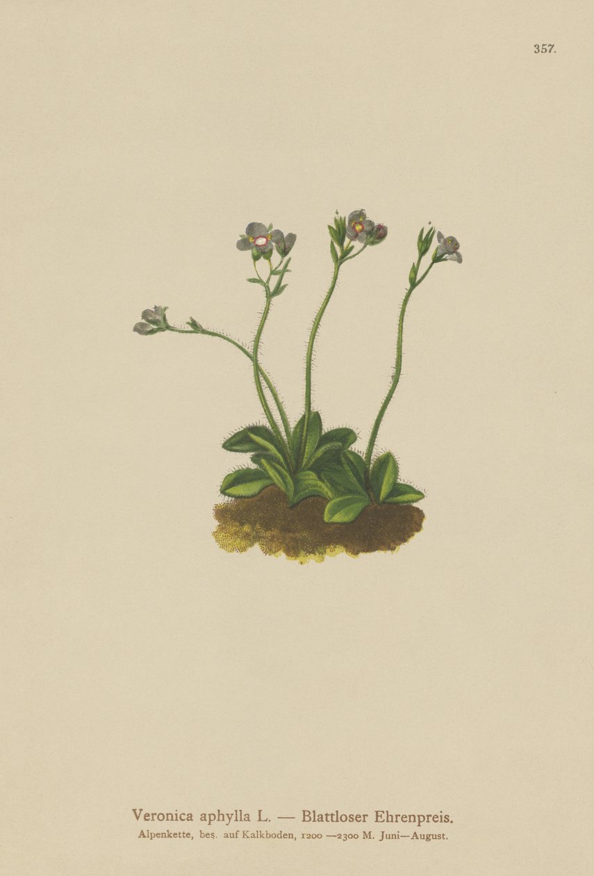 Speedwell med bladløs stamme (Veronica aphylla) av German School