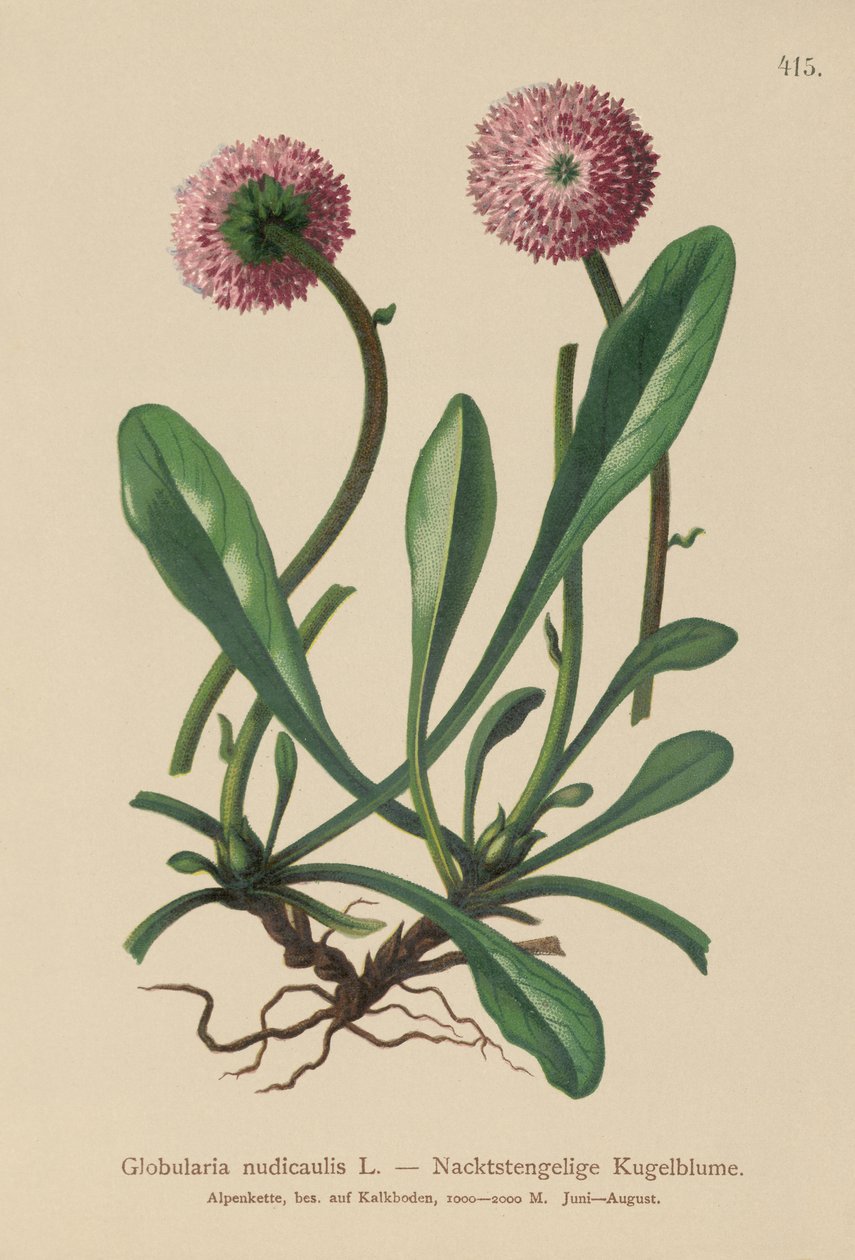 Bladløs stilket Globularia (Globularia nudicaulis) av German School