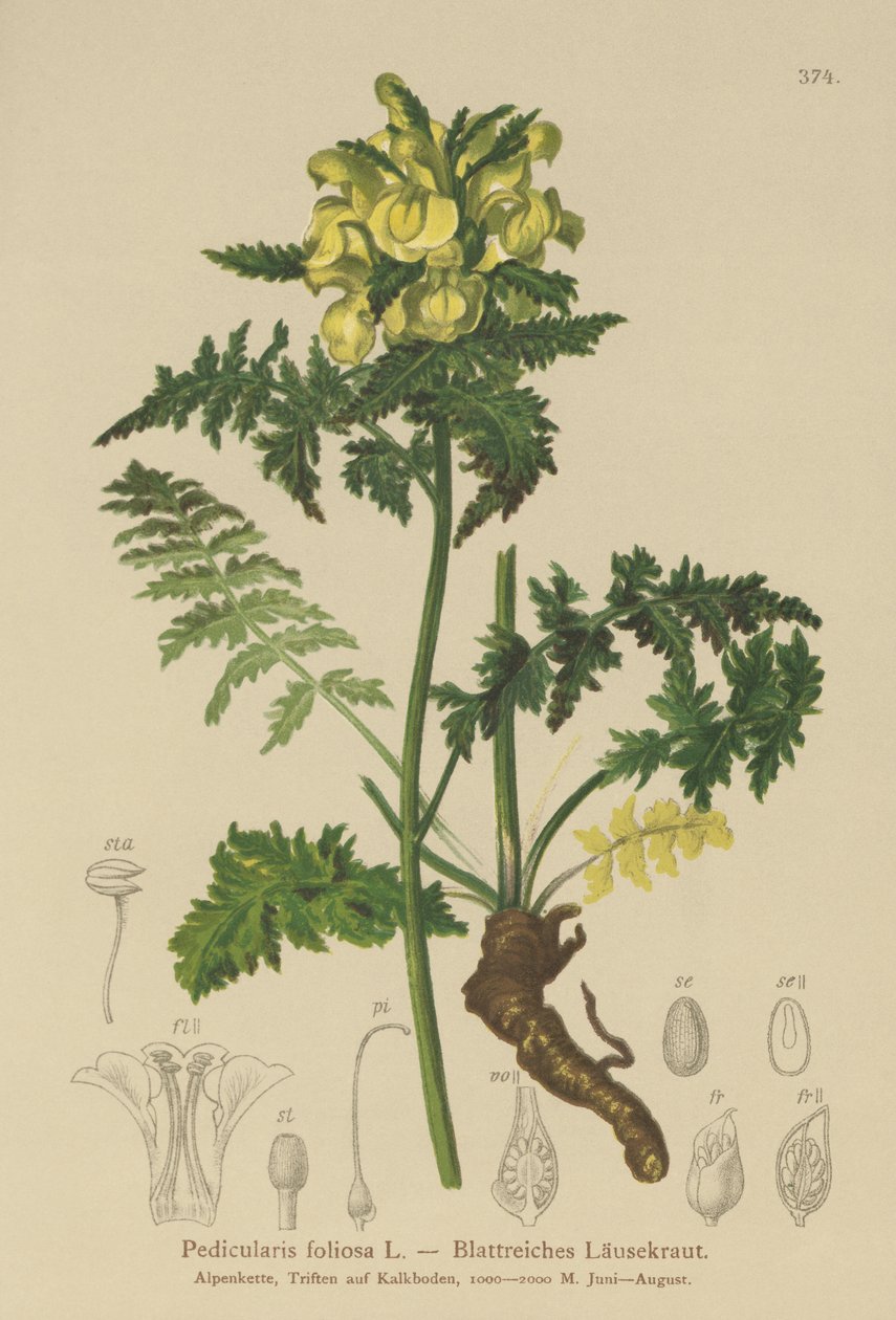 Bladlusseurt (Pedicularis foliosa) av German School